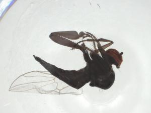  ( - CBG-A24726-G08)  @11 [ ] CreativeCommons - Attribution Share - Alike (2024) Centre for Biodiversity Genomics Centre for Biodiversity Genomics