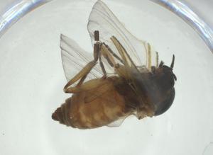  ( - CBG-A24727-F05)  @11 [ ] CreativeCommons - Attribution Share - Alike (2024) Centre for Biodiversity Genomics Centre for Biodiversity Genomics