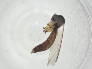  ( - CBG-A24728-A08)  @11 [ ] CreativeCommons - Attribution Share - Alike (2024) Centre for Biodiversity Genomics Centre for Biodiversity Genomics