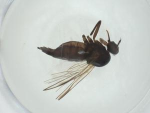  ( - CBG-A24729-A06)  @11 [ ] CreativeCommons - Attribution Share - Alike (2024) Centre for Biodiversity Genomics Centre for Biodiversity Genomics