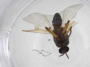  ( - CBG-A24730-B01)  @11 [ ] CreativeCommons - Attribution Share - Alike (2024) Centre for Biodiversity Genomics Centre for Biodiversity Genomics