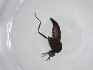  ( - CBG-A24730-F03)  @11 [ ] CreativeCommons - Attribution Share - Alike (2024) Centre for Biodiversity Genomics Centre for Biodiversity Genomics