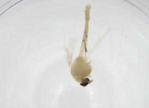  ( - CBG-A24733-B01)  @11 [ ] CreativeCommons - Attribution Share - Alike (2024) Centre for Biodiversity Genomics Centre for Biodiversity Genomics