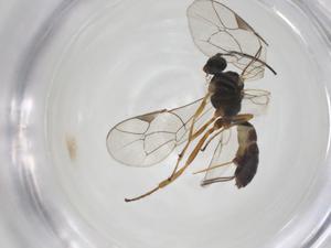  ( - CBG-A24733-H02)  @11 [ ] CreativeCommons - Attribution Share - Alike (2024) Centre for Biodiversity Genomics Centre for Biodiversity Genomics