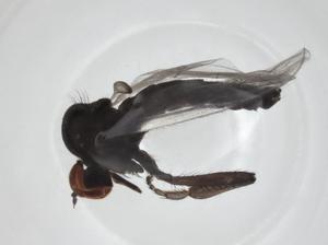  ( - CBG-A24733-H08)  @11 [ ] CreativeCommons - Attribution Share - Alike (2024) Centre for Biodiversity Genomics Centre for Biodiversity Genomics