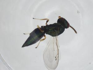  ( - CBG-A24734-E12)  @11 [ ] CreativeCommons - Attribution Share - Alike (2024) Centre for Biodiversity Genomics Centre for Biodiversity Genomics