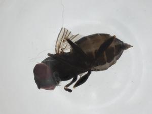  ( - CBG-A24734-H07)  @11 [ ] CreativeCommons - Attribution Share - Alike (2024) Centre for Biodiversity Genomics Centre for Biodiversity Genomics