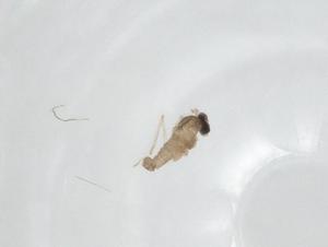  ( - CBG-A24734-H11)  @11 [ ] CreativeCommons - Attribution Share - Alike (2024) Centre for Biodiversity Genomics Centre for Biodiversity Genomics