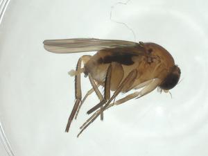  ( - CBG-A24736-H10)  @11 [ ] CreativeCommons - Attribution Share - Alike (2024) Centre for Biodiversity Genomics Centre for Biodiversity Genomics