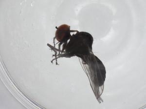  ( - CBG-A24737-E12)  @11 [ ] CreativeCommons - Attribution Share - Alike (2024) Centre for Biodiversity Genomics Centre for Biodiversity Genomics