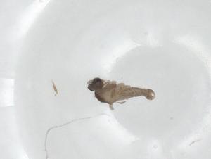  ( - CBG-A24737-H08)  @11 [ ] CreativeCommons - Attribution Share - Alike (2024) Centre for Biodiversity Genomics Centre for Biodiversity Genomics