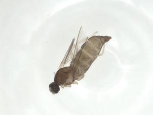  ( - CBG-A24738-G12)  @11 [ ] CreativeCommons - Attribution Share - Alike (2024) Centre for Biodiversity Genomics Centre for Biodiversity Genomics