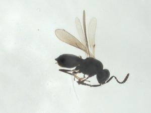  ( - CBG-A24739-A04)  @11 [ ] CreativeCommons - Attribution Share - Alike (2024) Centre for Biodiversity Genomics Centre for Biodiversity Genomics