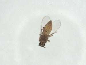  ( - CBG-A24739-B02)  @11 [ ] CreativeCommons - Attribution Share - Alike (2024) Centre for Biodiversity Genomics Centre for Biodiversity Genomics