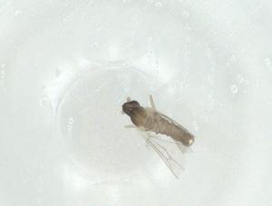  ( - CBG-A24739-D07)  @11 [ ] CreativeCommons - Attribution Share - Alike (2024) Centre for Biodiversity Genomics Centre for Biodiversity Genomics