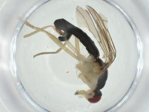  ( - CBG-A24739-E09)  @11 [ ] CreativeCommons - Attribution Share - Alike (2024) Centre for Biodiversity Genomics Centre for Biodiversity Genomics