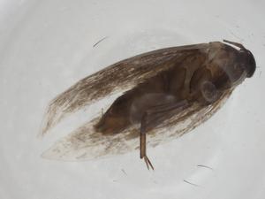  ( - CBG-A24740-A03)  @11 [ ] CreativeCommons - Attribution Share - Alike (2024) Centre for Biodiversity Genomics Centre for Biodiversity Genomics