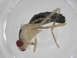  ( - CBG-A24740-B03)  @11 [ ] CreativeCommons - Attribution Share - Alike (2024) Centre for Biodiversity Genomics Centre for Biodiversity Genomics