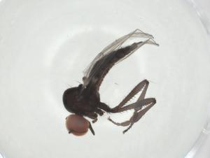  ( - CBG-A24741-B08)  @11 [ ] CreativeCommons - Attribution Share - Alike (2024) Centre for Biodiversity Genomics Centre for Biodiversity Genomics