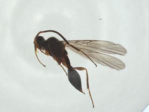  ( - CBG-A24742-B07)  @11 [ ] CreativeCommons - Attribution Share - Alike (2024) Centre for Biodiversity Genomics Centre for Biodiversity Genomics