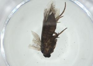  ( - CBG-A24742-C05)  @11 [ ] CreativeCommons - Attribution Share - Alike (2024) Centre for Biodiversity Genomics Centre for Biodiversity Genomics