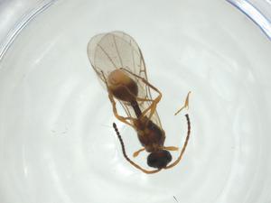  (Miota - CBG-A24742-H02)  @11 [ ] CreativeCommons - Attribution Share - Alike (2024) Centre for Biodiversity Genomics Centre for Biodiversity Genomics