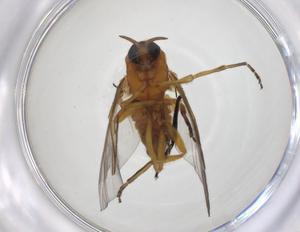  ( - CBG-A24743-H01)  @11 [ ] CreativeCommons - Attribution Share - Alike (2024) Centre for Biodiversity Genomics Centre for Biodiversity Genomics