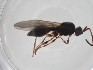  ( - CBG-A24743-H02)  @11 [ ] CreativeCommons - Attribution Share - Alike (2024) Centre for Biodiversity Genomics Centre for Biodiversity Genomics