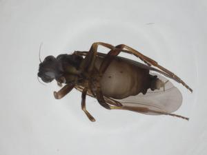  ( - CBG-A24743-H06)  @11 [ ] CreativeCommons - Attribution Share - Alike (2024) Centre for Biodiversity Genomics Centre for Biodiversity Genomics