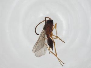  ( - CBG-A24743-H07)  @11 [ ] CreativeCommons - Attribution Share - Alike (2024) Centre for Biodiversity Genomics Centre for Biodiversity Genomics