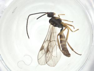  ( - CBG-A24744-A12)  @11 [ ] CreativeCommons - Attribution Share - Alike (2024) Centre for Biodiversity Genomics Centre for Biodiversity Genomics