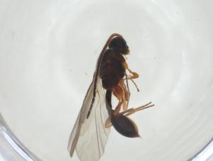  ( - CBG-A24744-D05)  @11 [ ] CreativeCommons - Attribution Share - Alike (2024) Centre for Biodiversity Genomics Centre for Biodiversity Genomics