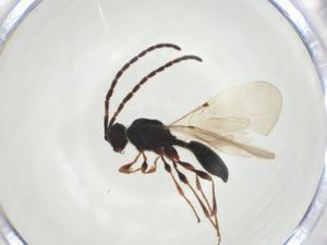  ( - CBG-A24744-G02)  @11 [ ] CreativeCommons - Attribution Share - Alike (2024) Centre for Biodiversity Genomics Centre for Biodiversity Genomics