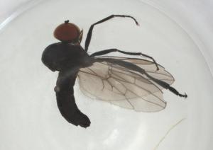  ( - CBG-A24745-A02)  @11 [ ] CreativeCommons - Attribution Share - Alike (2024) Centre for Biodiversity Genomics Centre for Biodiversity Genomics