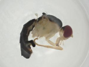  ( - CBG-A24745-A04)  @11 [ ] CreativeCommons - Attribution Share - Alike (2024) Centre for Biodiversity Genomics Centre for Biodiversity Genomics