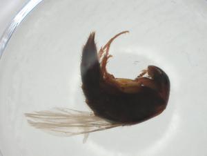  ( - CBG-A24745-E05)  @11 [ ] CreativeCommons - Attribution Share - Alike (2024) Centre for Biodiversity Genomics Centre for Biodiversity Genomics