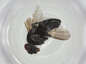  ( - CBG-A24745-E07)  @11 [ ] CreativeCommons - Attribution Share - Alike (2024) Centre for Biodiversity Genomics Centre for Biodiversity Genomics