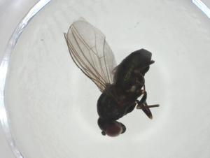  ( - CBG-A24745-F04)  @11 [ ] CreativeCommons - Attribution Share - Alike (2024) Centre for Biodiversity Genomics Centre for Biodiversity Genomics