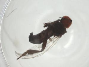  ( - CBG-A24745-H02)  @11 [ ] CreativeCommons - Attribution Share - Alike (2024) Centre for Biodiversity Genomics Centre for Biodiversity Genomics