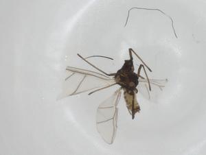  ( - CBG-A24772-G11)  @11 [ ] CreativeCommons - Attribution Share - Alike (2024) Centre for Biodiversity Genomics Centre for Biodiversity Genomics