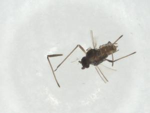  ( - CBG-A24773-C06)  @11 [ ] CreativeCommons - Attribution Share - Alike (2024) Centre for Biodiversity Genomics Centre for Biodiversity Genomics