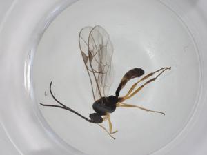  ( - CBG-A24775-A08)  @11 [ ] CreativeCommons - Attribution Share - Alike (2024) Centre for Biodiversity Genomics Centre for Biodiversity Genomics