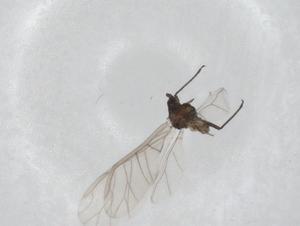  ( - CBG-A24775-F10)  @11 [ ] CreativeCommons - Attribution Share - Alike (2024) Centre for Biodiversity Genomics Centre for Biodiversity Genomics