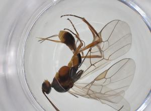  ( - CBG-A24775-H07)  @11 [ ] CreativeCommons - Attribution Share - Alike (2024) Centre for Biodiversity Genomics Centre for Biodiversity Genomics