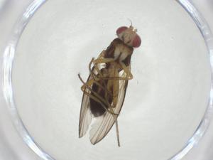  ( - CBG-A24776-F03)  @11 [ ] CreativeCommons - Attribution Share - Alike (2024) Centre for Biodiversity Genomics Centre for Biodiversity Genomics