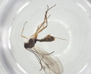  ( - CBG-A24777-G10)  @11 [ ] CreativeCommons - Attribution Share - Alike (2024) Centre for Biodiversity Genomics Centre for Biodiversity Genomics