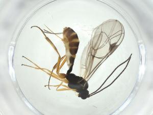  ( - CBG-A24778-D01)  @11 [ ] CreativeCommons - Attribution Share - Alike (2024) Centre for Biodiversity Genomics Centre for Biodiversity Genomics