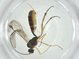  ( - CBG-A24778-D10)  @11 [ ] CreativeCommons - Attribution Share - Alike (2024) Centre for Biodiversity Genomics Centre for Biodiversity Genomics