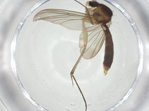  ( - CBG-A24779-C10)  @11 [ ] CreativeCommons - Attribution Share - Alike (2024) Centre for Biodiversity Genomics Centre for Biodiversity Genomics