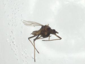  ( - CBG-A24779-E11)  @11 [ ] CreativeCommons - Attribution Share - Alike (2024) Centre for Biodiversity Genomics Centre for Biodiversity Genomics